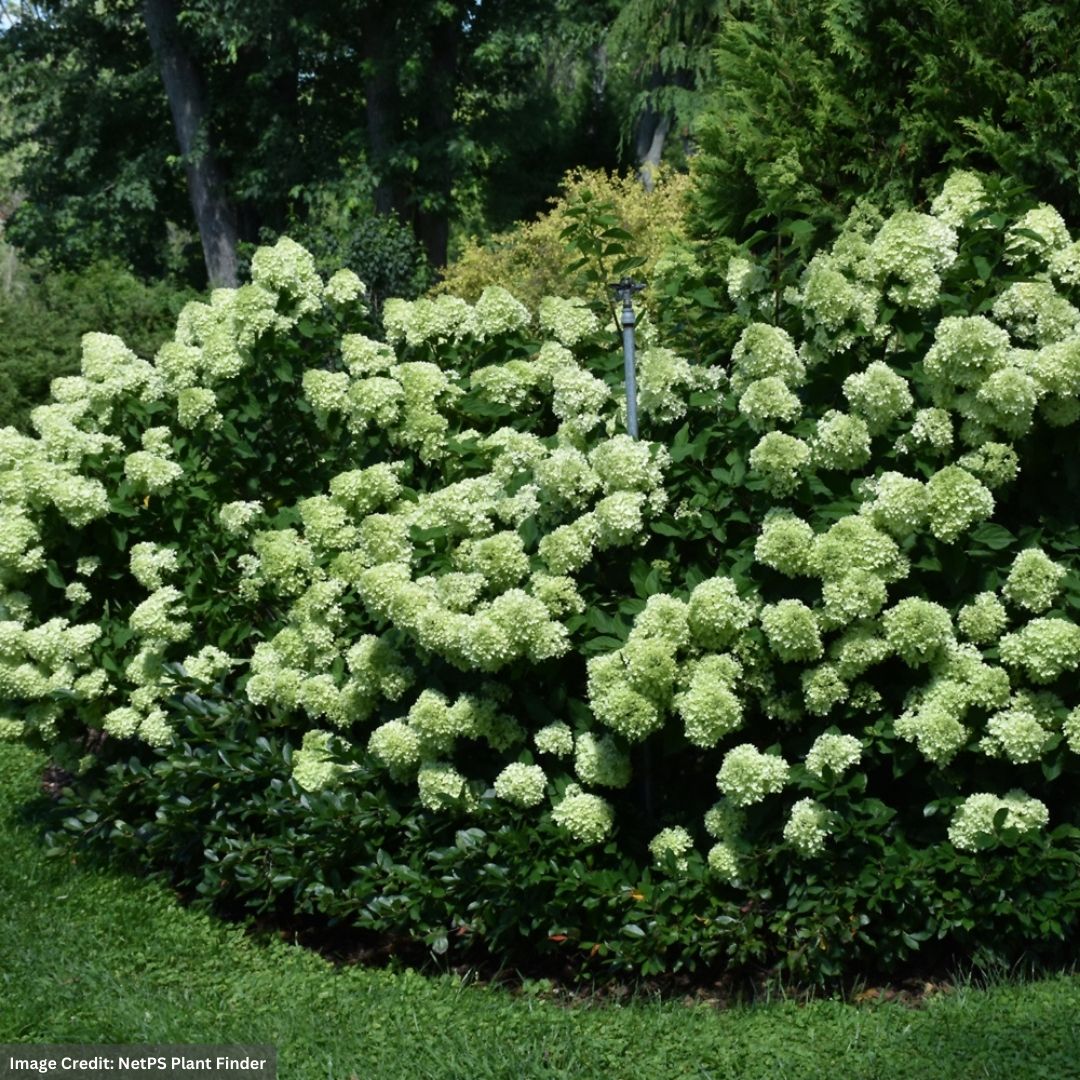 Hydrangea Paniculata – Little Lime – #5 Container